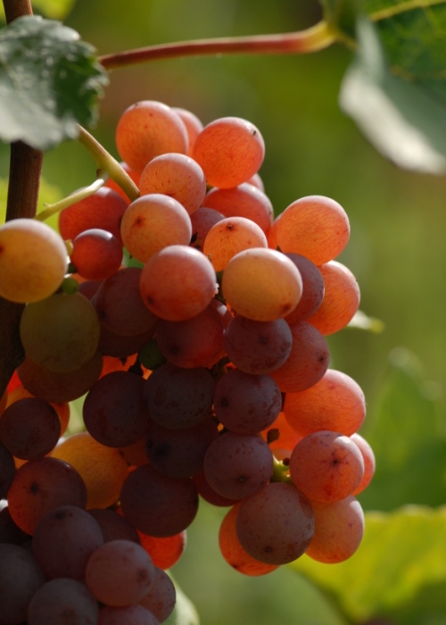 Traminer ANT 0914